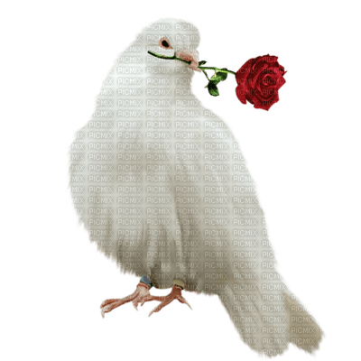 голубь с розой - kostenlos png