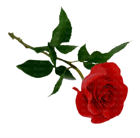 Kaz_Creations Deco Flowers Roses Flower Rose - 無料png