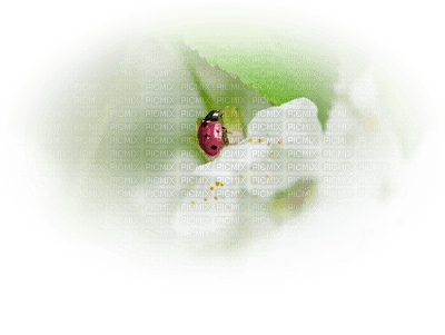 coccinelle.Cheyenne63 - 免费PNG