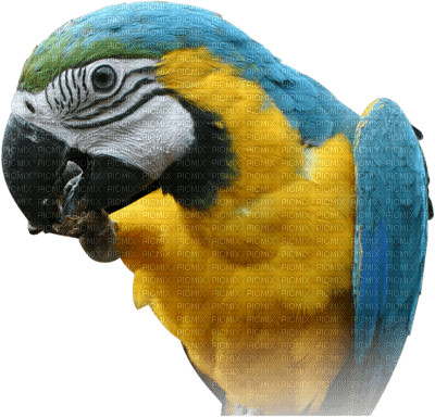 Parrot birds bp - nemokama png