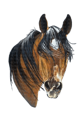 horse head bp - безплатен png
