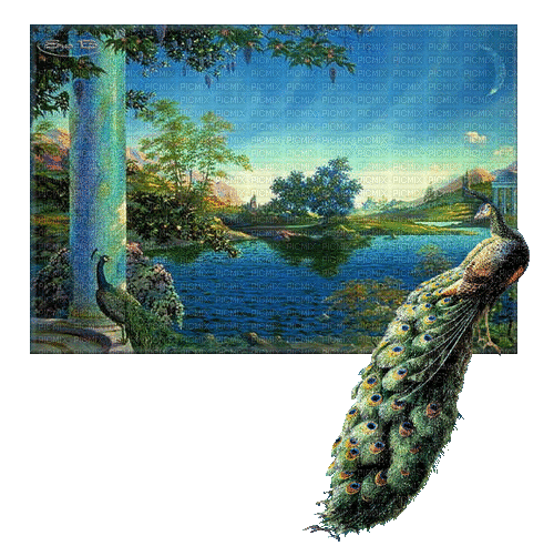 Paradise of Peacock - GIF animado grátis