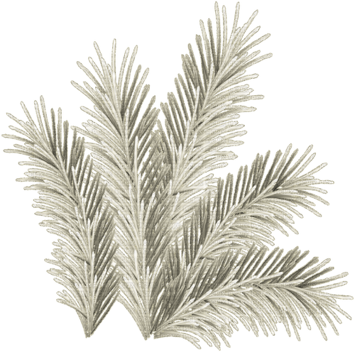 pine branch - фрее пнг