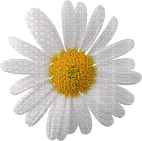 Flowers white bp - png ฟรี