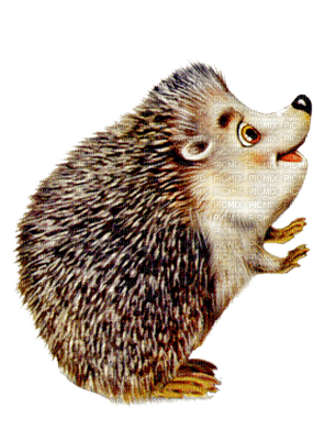 Hedgehog bp - kostenlos png