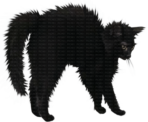Black cat Bb2 - png gratuito