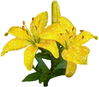 fiori gialli - GIF animé gratuit