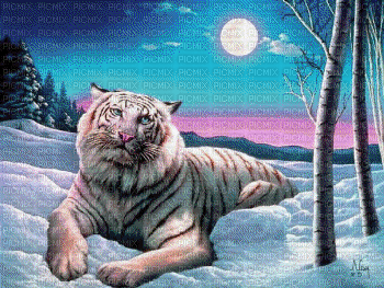 tiger - Besplatni animirani GIF