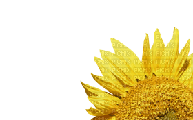 Kaz_Creations Deco Flowers Sunflower Flower - png gratuito