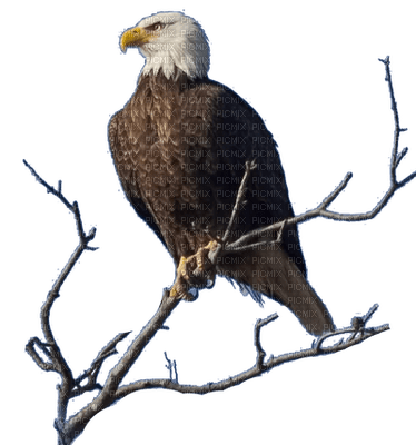 Eagle's Nest - 免费PNG