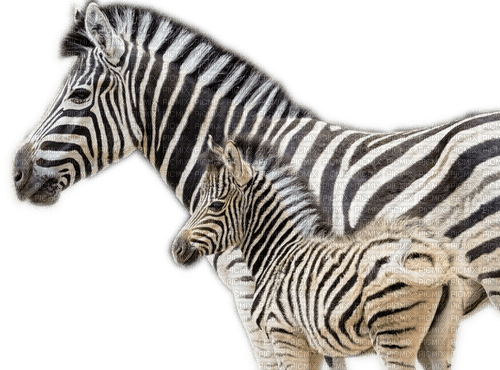 Rena Zebras Afrika Tiere - ücretsiz png