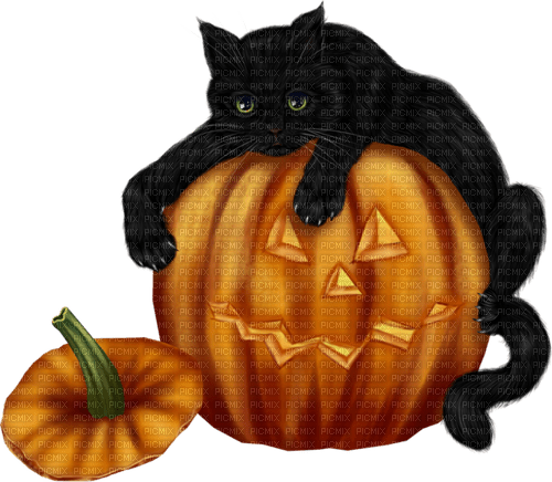 Black Cat with Pumpkin-RM - PNG gratuit