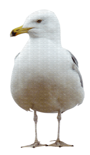 Seagull.White.Gray - Free PNG