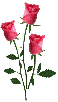 rose gif pink