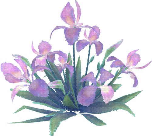 Iris Flowers - PNG gratuit