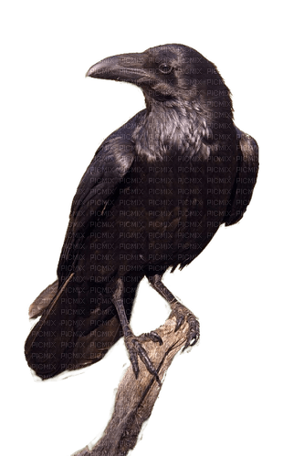 Rabe, Krähe, Crow, Vogel, Bird - PNG gratuit