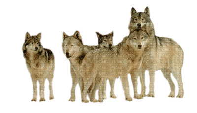 Kaz_Creations Animals Wolves - 無料png