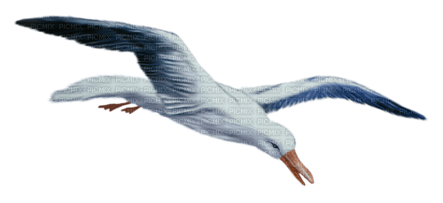 Seagull Bird Sea - Bogusia - zadarmo png