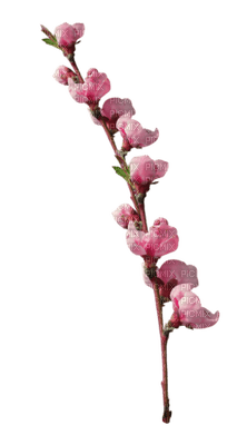 Kaz_Creations Deco Flowers Pink Colours - png ฟรี
