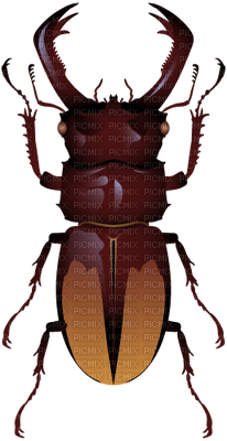beetle - δωρεάν png
