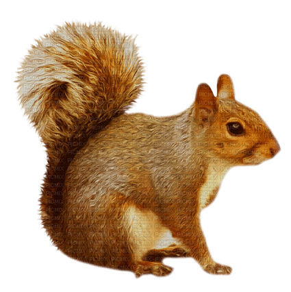 Squirrel.Brown.White - PNG gratuit