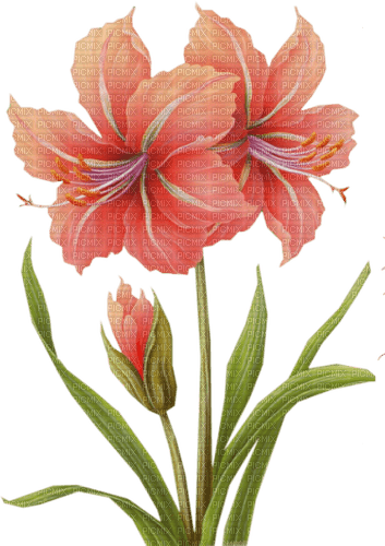 flowers Bb2 - 免费PNG