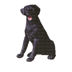 dog - Bezmaksas animēts GIF