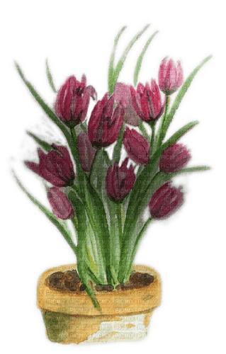Tulpen im Topf - darmowe png