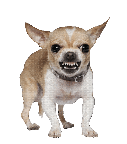 Chihuahua - Darmowy animowany GIF