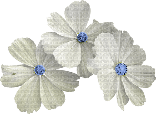 spring white flowers Bb2 - nemokama png
