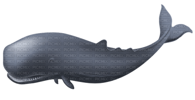 whale - PNG gratuit