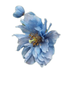 fleurs bleues - Free PNG