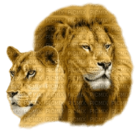 lion katrin - Free PNG