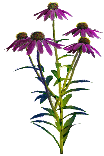 Bloemen en Planten - Nemokamas animacinis gif