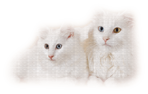 Weisse Katzen - PNG gratuit