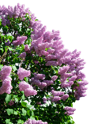 minou-plants-purple - png grátis