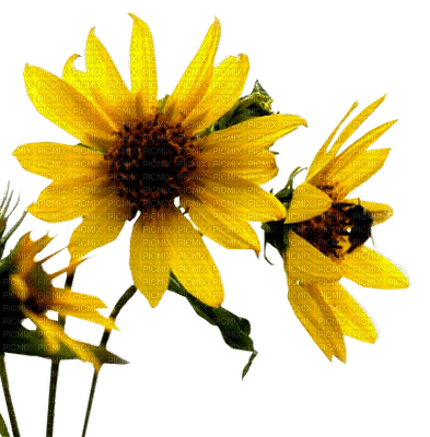 FLOWERS,wild sunflower - nemokama png