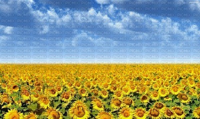 Sunflowers - ilmainen png