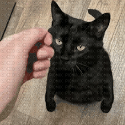 Kitty petting - Zdarma animovaný GIF