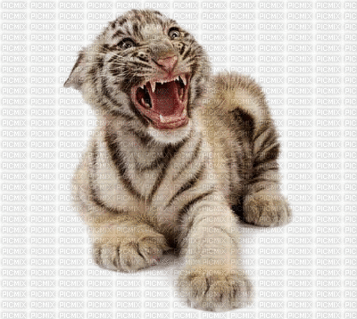 Tiger - GIF animado grátis