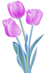 purple tulips - 無料png
