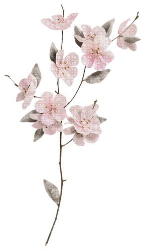 Sakura Blossom - безплатен png