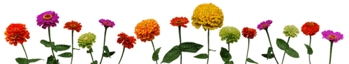 flower plant - PNG gratuit