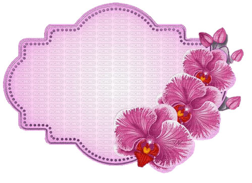 orchids - бесплатно png