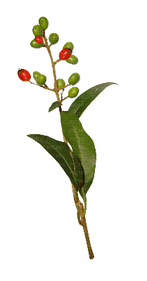 höst blomma---autumn flower - PNG gratuit