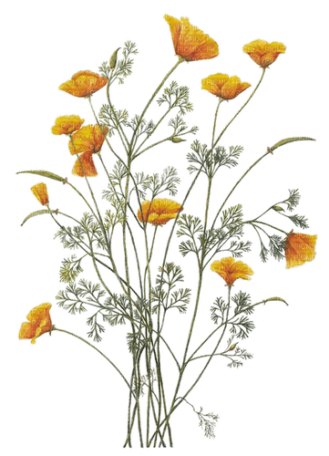 flowers yellow poppies summer autumn  vintage - darmowe png