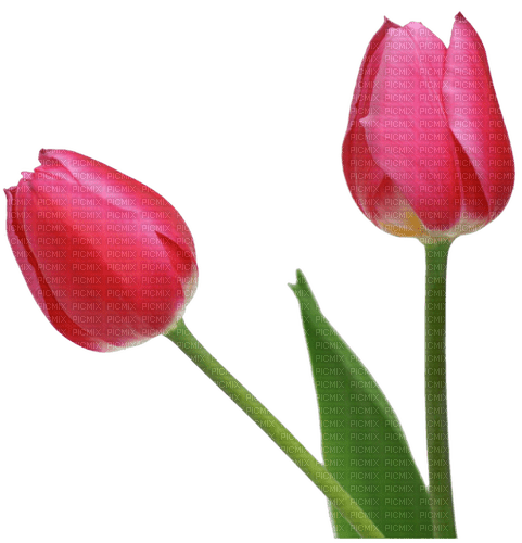 pink tulips Bb2 - nemokama png
