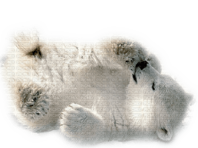 baby polar bear - png gratis