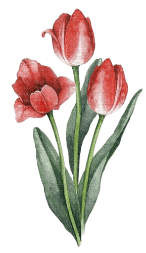 Tulpen, rot - nemokama png