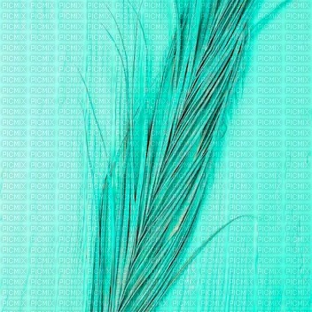 Turquoise Feather Background - gratis png